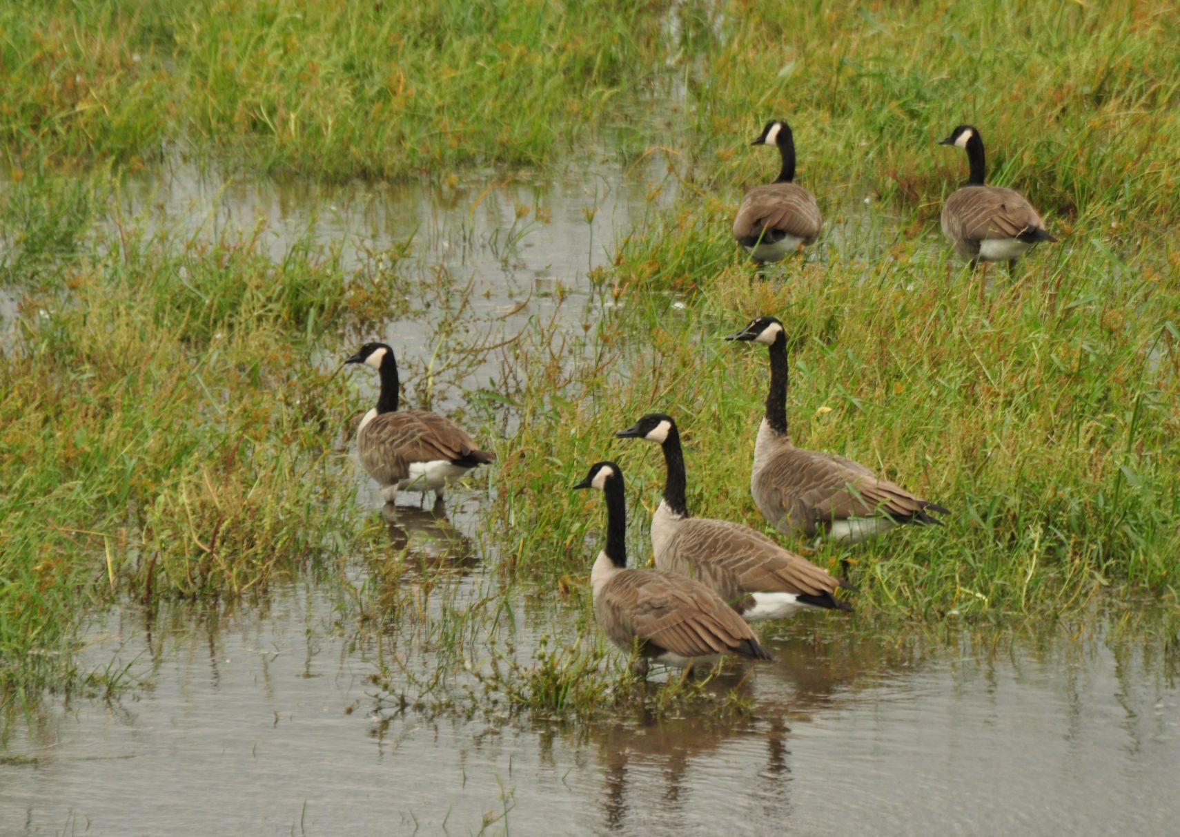 Sheet honkers